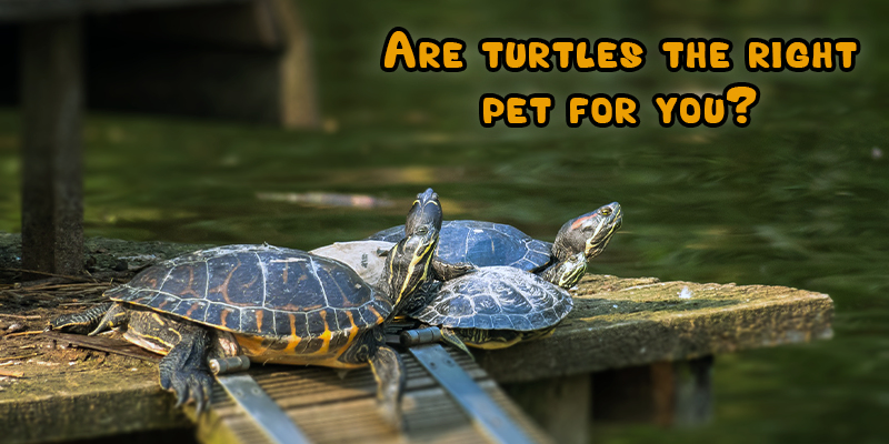 Are Turtles the Right Pet for You?