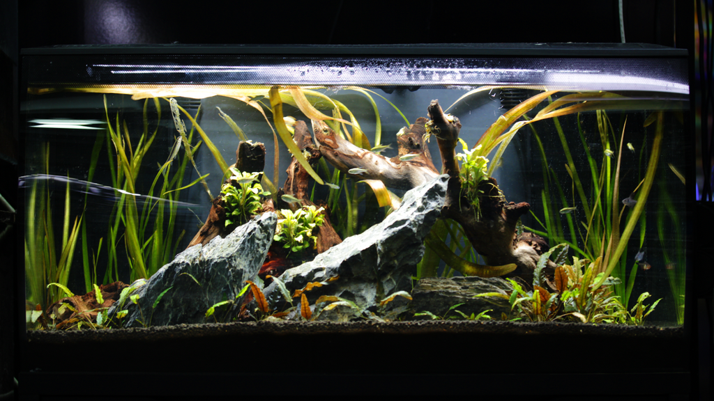 How to Plant in Sand Aquariums 