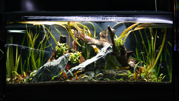 The Best Plants for Beginner Planted Aquariums - Pisces Pet Emporium