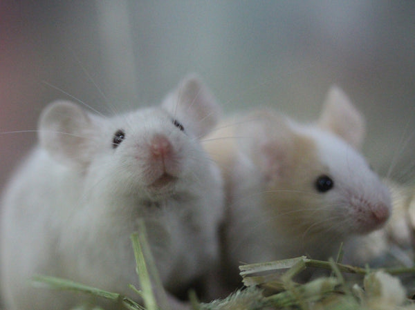 Discovering Tiny Companions: Mice