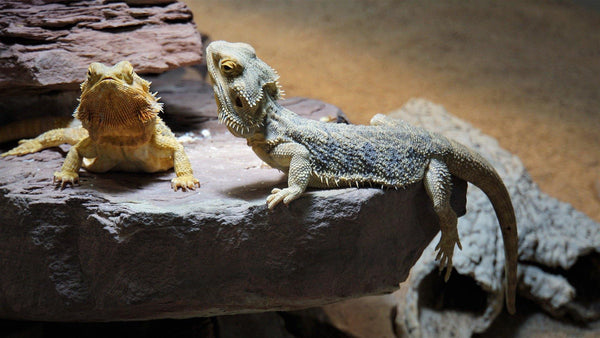 Is it Safe for my Reptiles to live together? - Pisces Pet Emporium