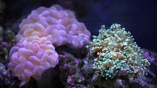 Testing Alkalinity in your Reef Tank - Pisces Pet Emporium