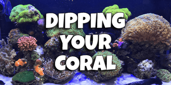 Dipping Your Coral - Pisces Pet Emporium