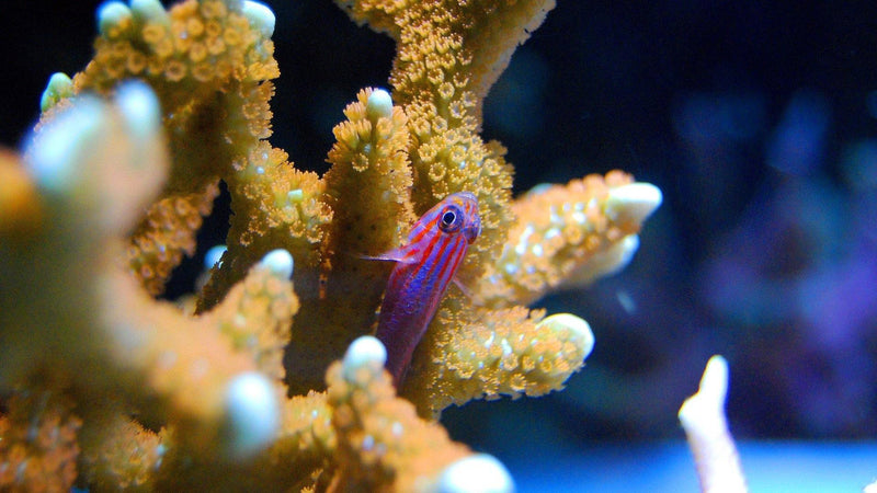Completing the Nitrogen Cycle in a Marine Aquarium - Pisces Pet Emporium