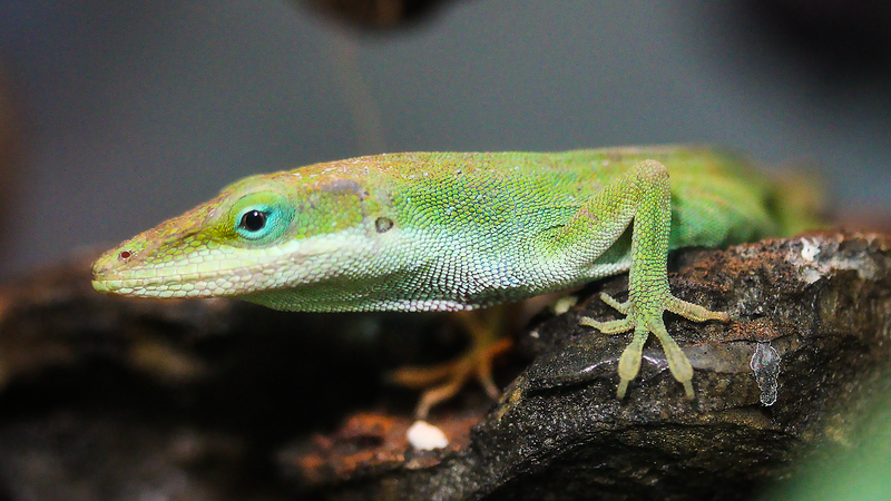 Anole starter deals kit