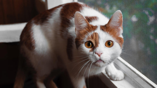 5 Common Mistakes of Cat Parents - Pisces Pet Emporium