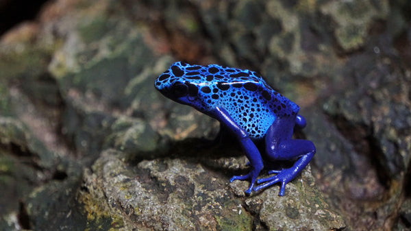 Why You Should Own Dart Frogs - Pisces Pet Emporium