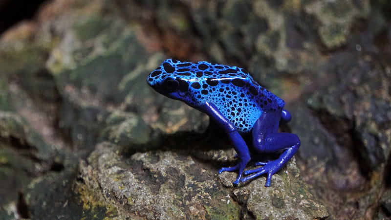 Why You Should Own Dart Frogs - Pisces Pet Emporium
