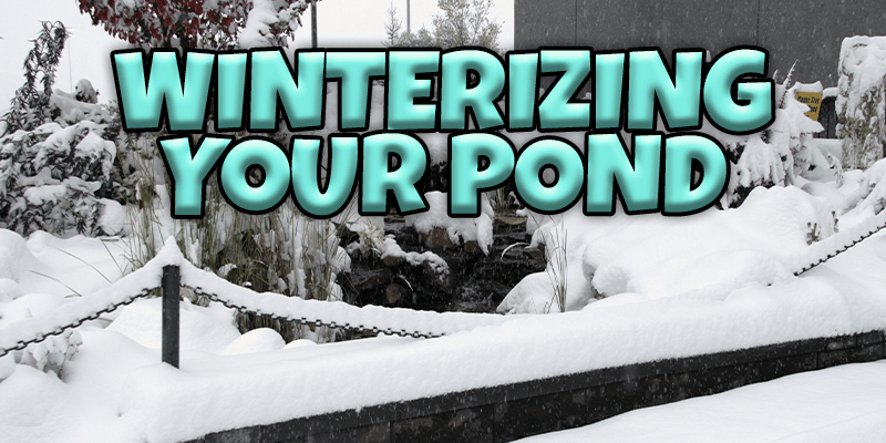 Winterizing Your Pond - Pisces Pet Emporium