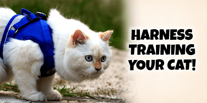 Harness Training your Cat - Pisces Pet Emporium
