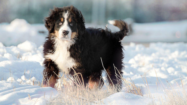 Prep Your Pup For Winter! - Pisces Pet Emporium