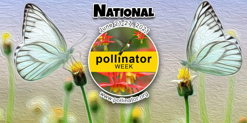 Happy National Pollinator Week!