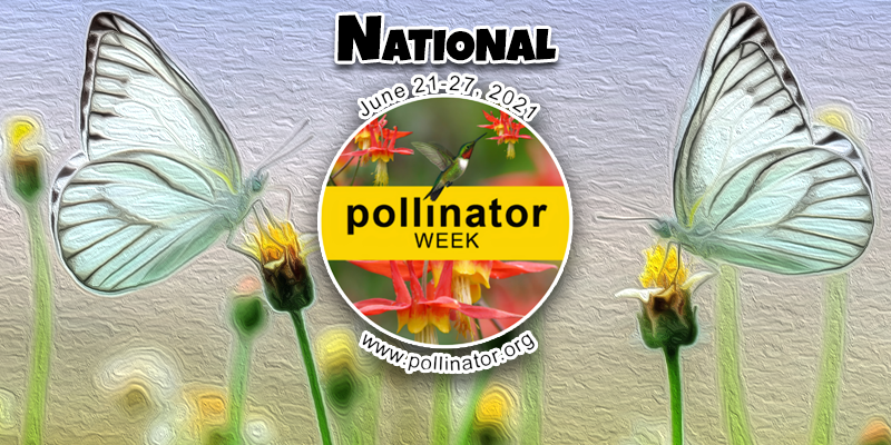 Happy National Pollinator Week! - Pisces Pet Emporium