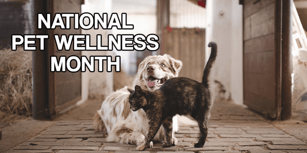 National Pet Wellness Month - Pisces Pet Emporium