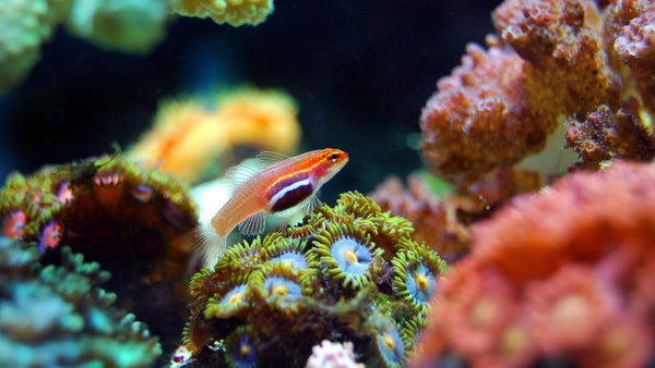 Your First Marine Aquarium - Pisces Pet Emporium