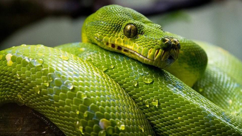 Green Tree Python Set-up - Pisces Pet Emporium