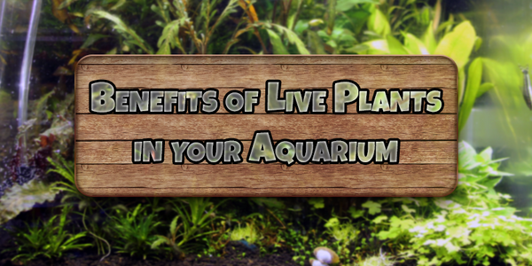 The Benefits of Live Plants in Your Aquarium - Pisces Pet Emporium