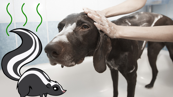 How To De-Skunk Your Dog - Pisces Pet Emporium