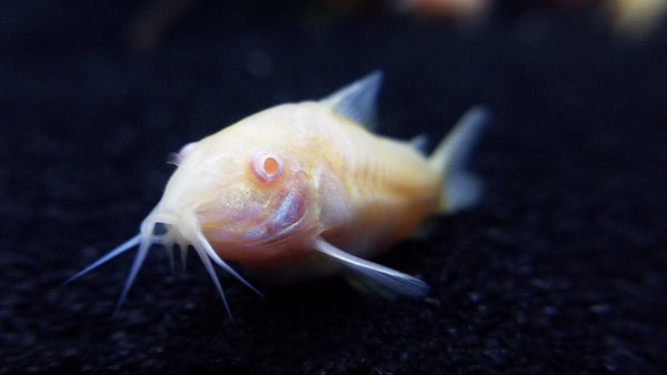 Assemble Your Aquarium's Super Cleaning Crew! - Pisces Pet Emporium