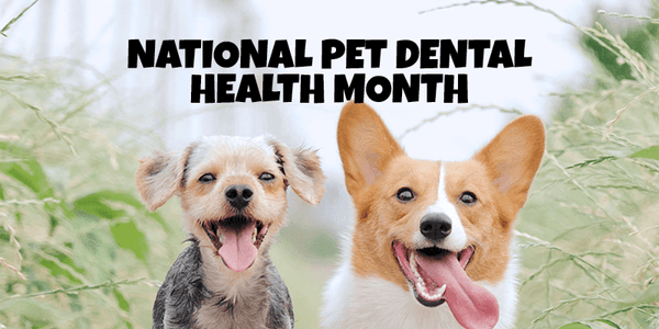 It’s Pet Dental Month! - Pisces Pet Emporium