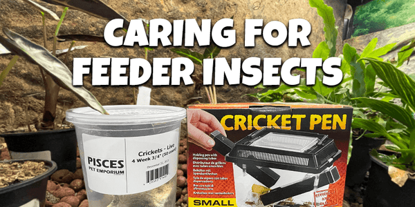 Caring for Feeder Insects - Pisces Pet Emporium