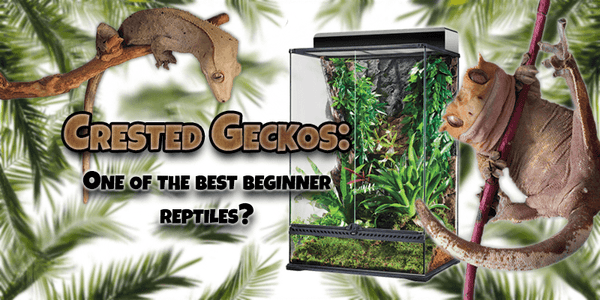 Crested Geckos: One of the Best Beginner Reptiles? (Care & More) - Pisces Pet Emporium