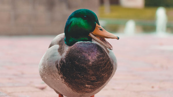 What You Should be Feeding Ducks - Pisces Pet Emporium