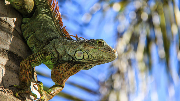 What Is UVB Light & Why Is It Important for Reptiles? - Pisces Pet Emporium