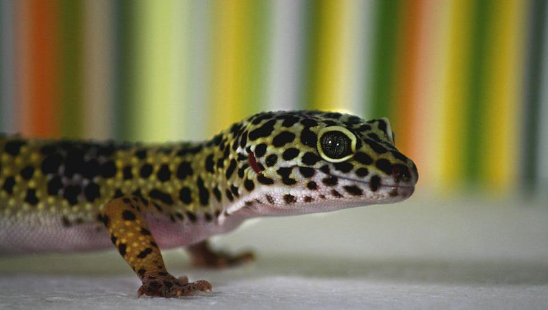 The Laid-back Leopard Gecko - Pisces Pet Emporium