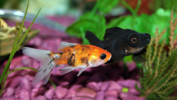 Spring Cleaning Your Freshwater Aquarium - Pisces Pet Emporium