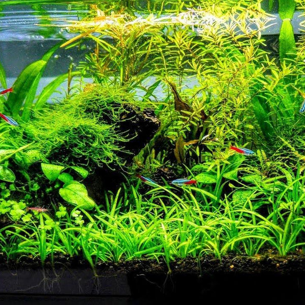 Java moss care  Aquarium landscape, Planted aquarium, Aquarium design
