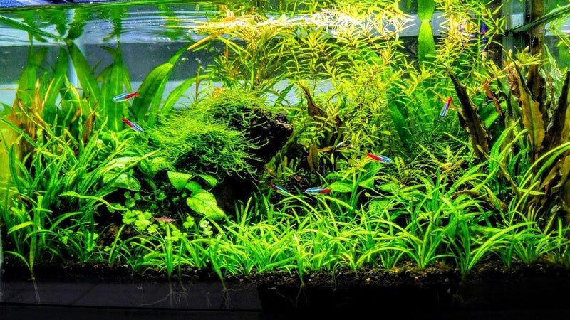 Planted Aquarium Aquascaping! - Pisces Pet Emporium