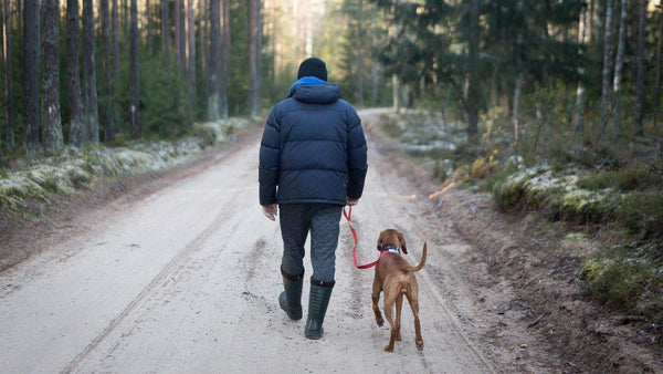 Camping with your Dog. - Pisces Pet Emporium