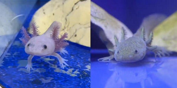 What You Need to Know About Owning an Axolotl - Pisces Pet Emporium