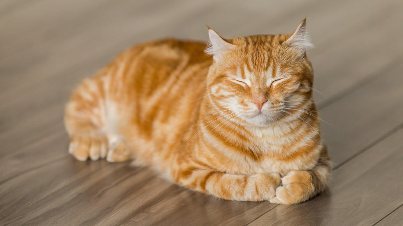 10 Facts You Didn't Know About Cats - Pisces Pet Emporium