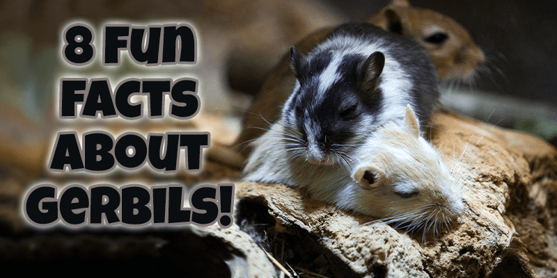 8 Fun Facts about Gerbils! - Pisces Pet Emporium