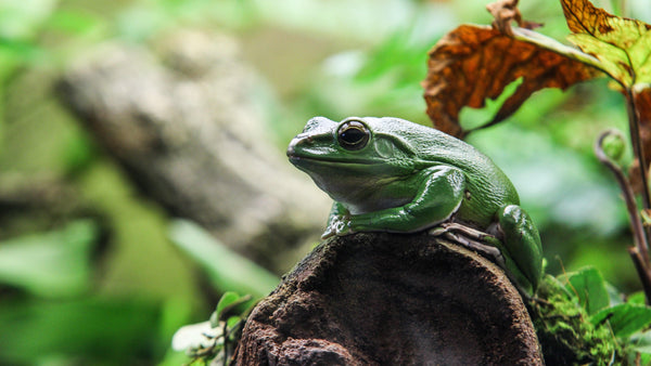 Gut-loading Your Reptiles: Why It's Important - Pisces Pet Emporium