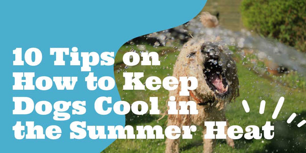 10 Tips on How to Keep Dogs Cool in the Summer Heat