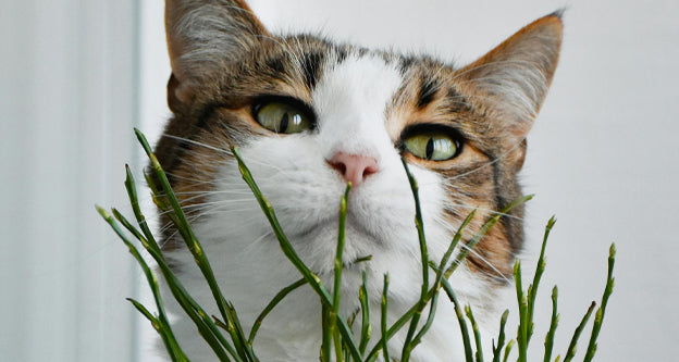 Protect Your Cats from Harmful Houseplants