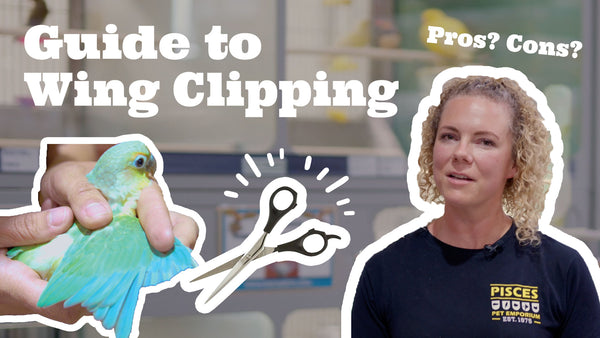 Pisces Guide to Wing Clipping for Birds