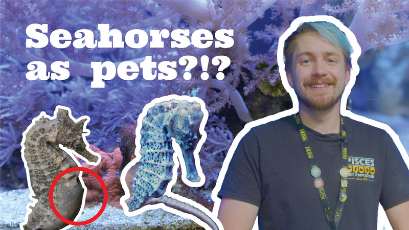 Guide to Seahorses as Pets