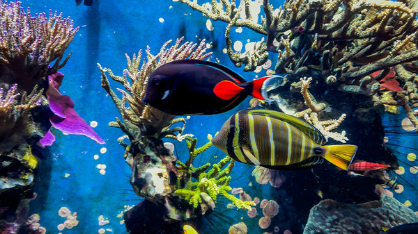 5 Top Live Plants for Saltwater Aquariums - My Reef