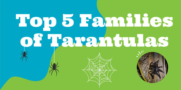 The Top 5 Families of Tarantulas