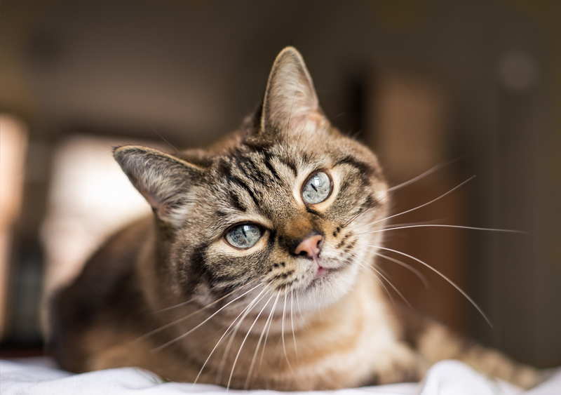 Discovering Your Purr-fect Companion: A Guide to Selecting Your Ideal Cat to Adopt