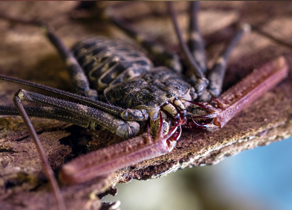 Tailless Whip Scorpion Care