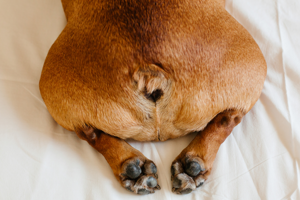 Keeping Your Canine Comfortable and Happy with Proper Anal Gland Care