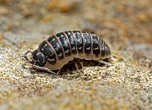 Amazing Isopods: Nature’s Little Clean-Up Crew!