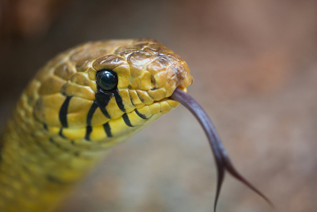 Shed your misconceptions about snakes