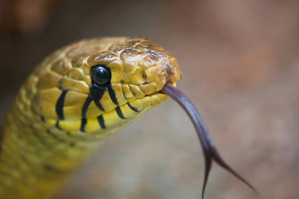 Top 5 Myths About Snakes – Debunked!