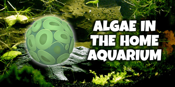 Algae in the Home Aquarium - Pisces Pet Emporium
